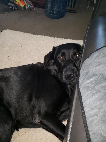 /Images/uploads/Friends of Seal Beach Animal Care Center/2022sbacc/entries/21517thumb.jpg